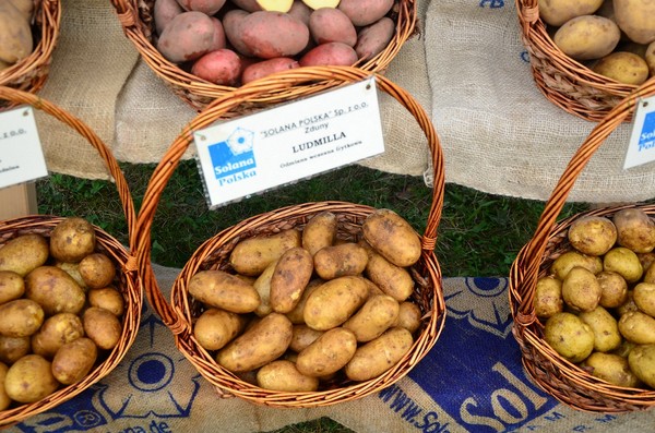 Odmiany ziemniaków - wczesne, średnio wczesne, średnio późne i późne