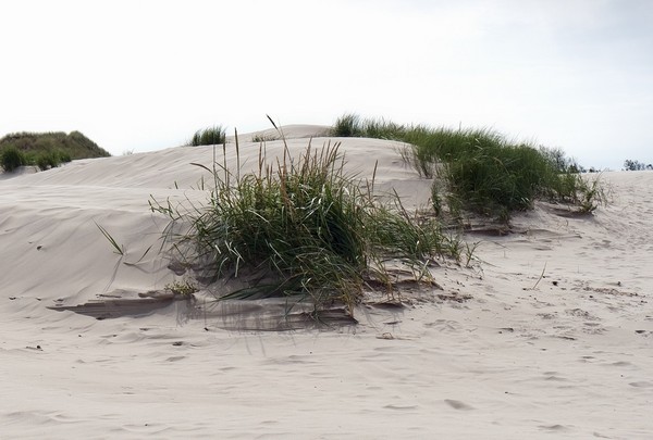 Wydmuchrzyca piaskowa - opis, uprawa, wymagania i zastosowanie