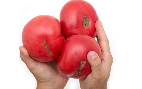Pomidory malinowe - siew, sadzenie, uprawa, odmiany i pielęgnacja