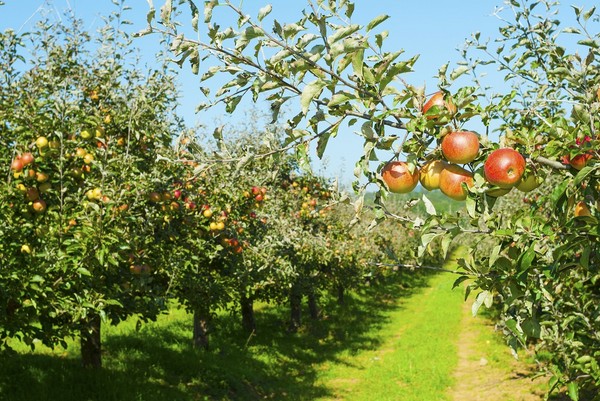 Jabłoń Freedom - opis, charakterystyka i uprawa odmiany