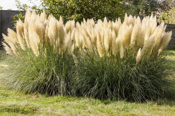 Co trzeba wiedzieć o sadzonkach trawy pampasowej? Odpowiadamy!