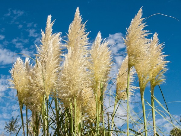 Nasiona trawy pampasowej - zakup, odmiany i siew