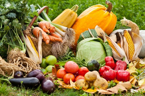 Nasiona warzyw - jakość, wybór odmian, zakup, ceny i siew