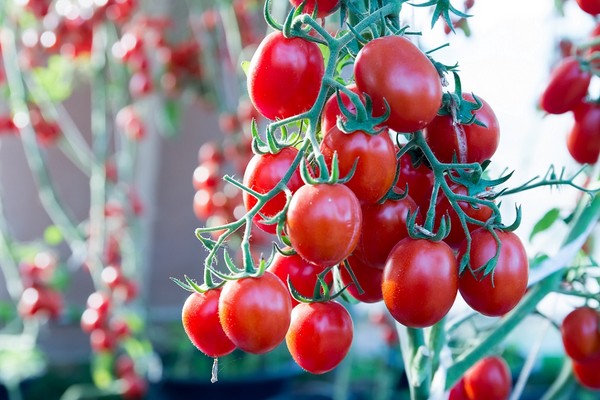 Jakie nasiona pomidorów koktajlowych kupić? Zobacz!