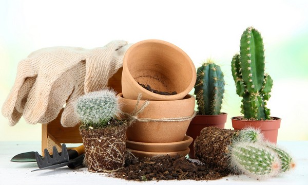 Przesadzanie kaktusów - praktyczne wskazówki