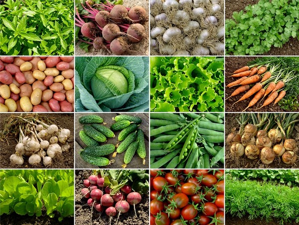 Uprawa ogrodu warzywnego - podstawowe zasady