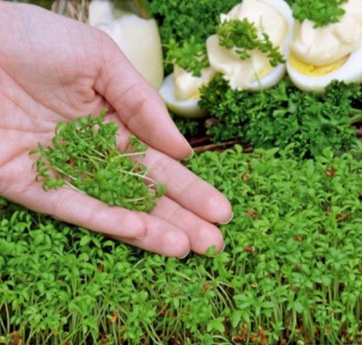 Microgreens - uprawa, zastosowanie