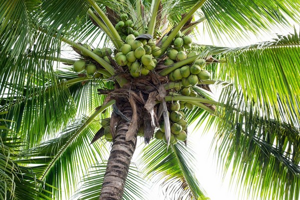 Palma kokosowa - opis, oczekiwania uprawowe, walory użytkowe