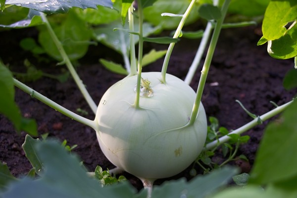 Nasiona kalarepy - uprawa, właściwości i zastosowanie