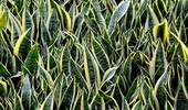 Sansewieria (Sanseweria, Wężownica) - Sansevieria