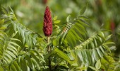 Sumak (Rhus) - rodzaje, uprawa i pielęgnacja