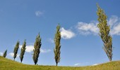 Topole w ogrodzie i parku