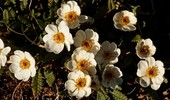 Dębiki (Dryas) - ciekawe krzewinki