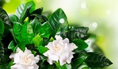 Gardenia - piękny kwiat doniczkowy