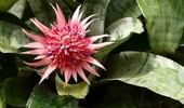 Echmea  (Aechmea) - uprawa i pielęgnacja