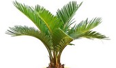 Sagowiec wygięty (Cykas odwinięty) - Cycas revoluta