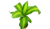 Dracena wonna