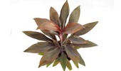 Kordylina (Cordyline) - chętnie uprawiana roślina doniczkowa