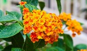 Lantana - krzew z pięknymi kwiatami