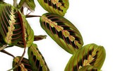 Maranta (Marantaa) - urokliwy kwiat doniczkowy