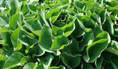 Funkia (Hosta) w ogrodzie