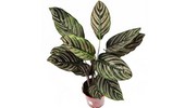 Kalatea (Calathea) - odmiany, uprawa i pielęgnacja
