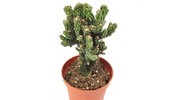 Cereus (Pałczak) peruwiański i inne odmiany