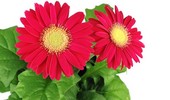 Gerbera doniczkowa - zasady uprawy i pielęgnacji