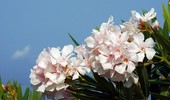 Oleander (Nerium) - uprawa, zimowanie i rozmnażanie