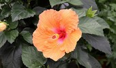 Hibiskus, Ketmia (Róża Chińska) w doniczce