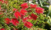 Kuflik (Kalistemon) - właściwa uprawa i pielęgnacja