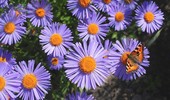 Aster alpejski - wyjątkowo ozdobna bylina ogrodowa