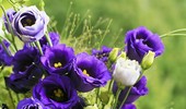 Eustoma - uprawa kwiatu często stosowanego w bukietach