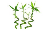 Lucky Bamboo (Dracena sanderiana, sandera) - uprawa, rozmnażanie i pielęgnacja