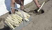 Uprawa szparagów - najważniejsze informacje