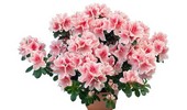 Rododendron (azalia, różanecznik) w uprawie doniczkowej