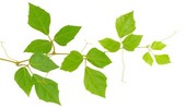 Cissus - prawidłowa uprawa i pielęgnacja