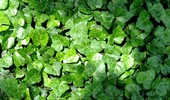 Bluszcz irlandzki - szybko rosnące pnącze okrywowe