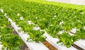 Uprawa hydroponiczna, czyli rośliny rosnące bez ziemi