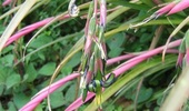 Bilbergia zwisła - egzotyczny kwiat doniczkowy