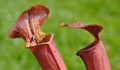 Kapturnica - niezwykle ciekawa roślina owadożerna
