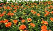 Pielęgnacja pelargonii krok po kroku