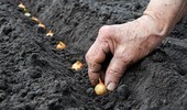 Cebula dymka - uprawa, sadzenie, nawożenie i choroby