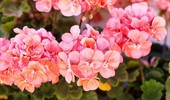 Pelargonia pasiasta - uprawa i pielęgnacja