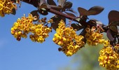 Berberys ottawski - uprawa, pielęgnacja i rozmnażanie