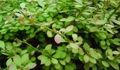 Berberys koreański - uprawa, pielęgnacja i rozmnażanie