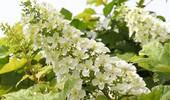 Hortensja dębolistna - uprawa, odmiany i cięcie