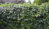 Winobluszcz pięciolistkowy (dzikie wino) - sadzenie, uprawa i rozmnażanie