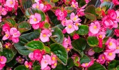 Begonia stale kwitnąca - odmiany, uprawa i wymagania