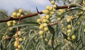 Oliwnik wąskolistny - uprawa, wymagania i rozmnażanie